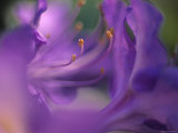 Close-Up of Azalia Flowers Photographie par Jon Arnold