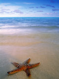 Starfish on Beach, Maldives Fotografisk tryk af Peter Adams Starfish on Beach, Maldives Fotografisk tryk af Peter Adams