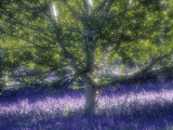 Bluebell and Silver Birch Photographie par Jon Arnold