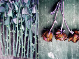 Love Delivered Too Late Lámina fotográfica por Alaya Gadeh Love Delivered Too Late Lámina fotográfica por Alaya Gadeh