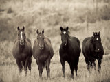 Russell Young - Horses, Montana, USA Fotografická reprodukce