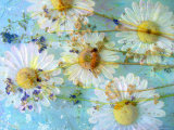 Pure Photographic Print by Alaya Gadeh