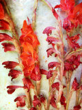 Red Delight, no. 1 Photographic Print by Alaya Gadeh
