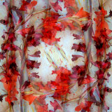Red Delight, no. 2 Photographie par Alaya Gadeh