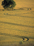 Wheat field, Oxfordshire, England Photographic Print by Nick Rous