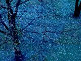 Autumn Tree in Blue, Green, and Purple Photographic Print by Robert Cattan