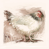 Light Sussex Hen Photographic Print by Tim Kahane
