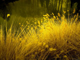 Golden Plants along River with Reflections of Trees Lámina fotográfica por Jan Lakey Golden Plants along River with Reflections of Trees Lámina fotográfica por Jan Lakey