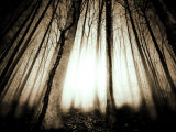 Sunlight Shining through Dense Forest Photographie par Jan Lakey