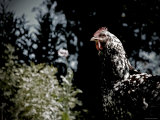 Black Spotted Rooster in Field Fotografie-Druck von Tim Kahane