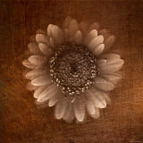 Sepia Gerbera Daisy Photographic Print by Robert Cattan
