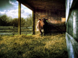 Mama Photographic Print by Stephen Arens