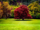 The Red Tree Photographic Print by Jody Miller