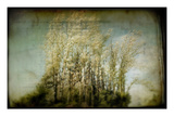 Grove of Trees Photographic Print by Mia Friedrich