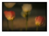 Study of Flowers Impressão fotográfica por Mia Friedrich