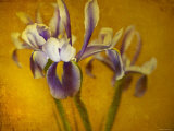 Iris Photographic Print by Irene Suchocki