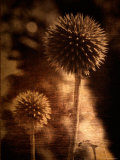 Sepia Dandelions Fotografie-Druck von Robert Cattan