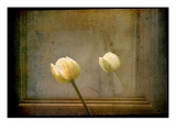 White Tulip against Framed Mirror Impressão fotográfica por Mia Friedrich