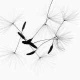 Dandelion Spores on White Photographic Print by Robert Cattan