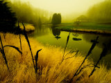 Golden Plant Growth along Peaceful River Lámina fotográfica por Jan Lakey Golden Plant Growth along Peaceful River Lámina fotográfica por Jan Lakey