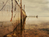 Nets Photographic Print by Irene Suchocki