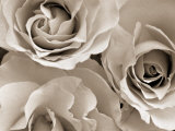 Three White Roses Photographic Print by Robert Cattan