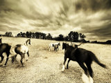 Horses Running and Playing in Barren Field Photographie par Jan Lakey