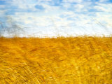 Golden Grass in the Wind Photographic Print by Robert Cattan