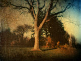 Memories of a Tree Photographic Print by Robert Cattan
