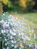 Blue Flowers in a Field Photographic Print by Judith Bartos