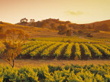 Vineyard, Barossa Valley, South Australia, Australia Photographic Print by Doug Pearson