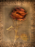 Rose on Fabric Photographic Print by Robert Cattan