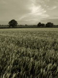 Suffolk Field Photographie par Tim Kahane