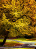 Magical Tree Photographic Print by Jody Miller