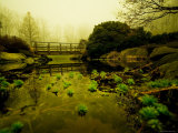 Water Plants Growing under Bridge Photographic Print by Jan Lakey
