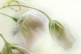 Study of Wilting White Flowers Photographic Print by Mia Friedrich
