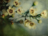 Flowers Strewn Photographie par Irene Suchocki