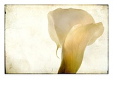 Detail of Calla Lily Impressão fotográfica por Mia Friedrich