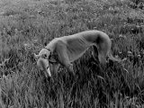 Greyhound in Field Photographie par Traer Scott