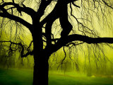 Green and Golden Landscape behind Tree Photographic Print by Jan Lakey