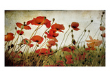 Orange Flower Patch Photographic Print by Mia Friedrich