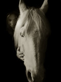 Brigette and Harry Photographic Print by Traer Scott