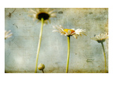 Study of White Daisies Photographic Print by Mia Friedrich