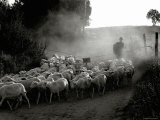 The Shepherd Photographic Print by Monika Brand