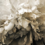 Forget Photographic Print by Katherine Sanderson