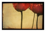 Study of Red Poppies Photographic Print by Mia Friedrich