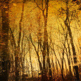 Tree Reflections Photographie par Irene Suchocki