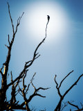 Bird Perched on Branches Reaching to the Sky Photographie par Tommy Martin