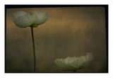 Study of Two White Flowers Photographic Print by Mia Friedrich