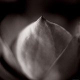Study of Flower Bud Photographic Print by Edoardo Pasero
